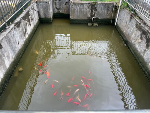 多彩貴州網 每天自產自銷50噸污水，這家藥廠如何做到的？——餐廚垃圾處理的另類模式
